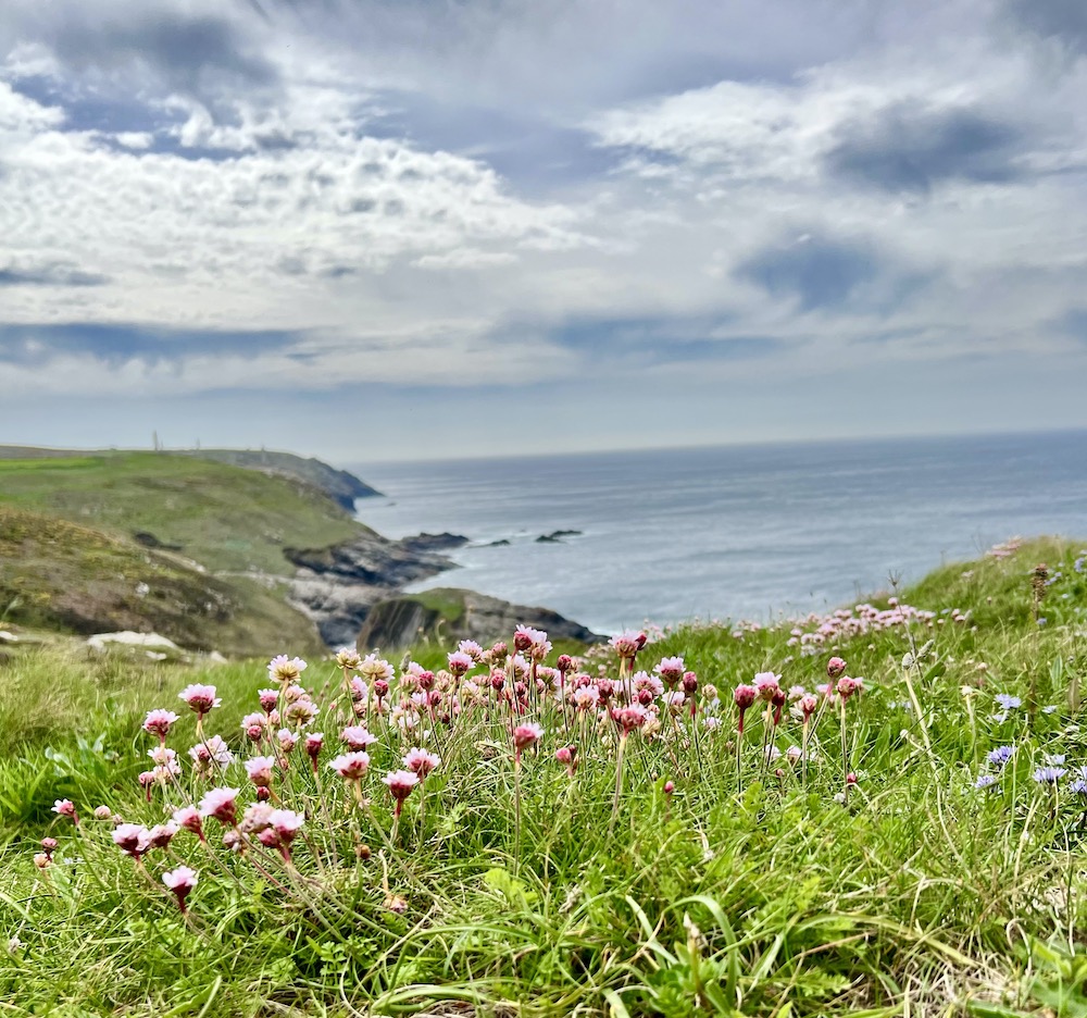 View across the gorse and spring flowers on the north Cornish coastline