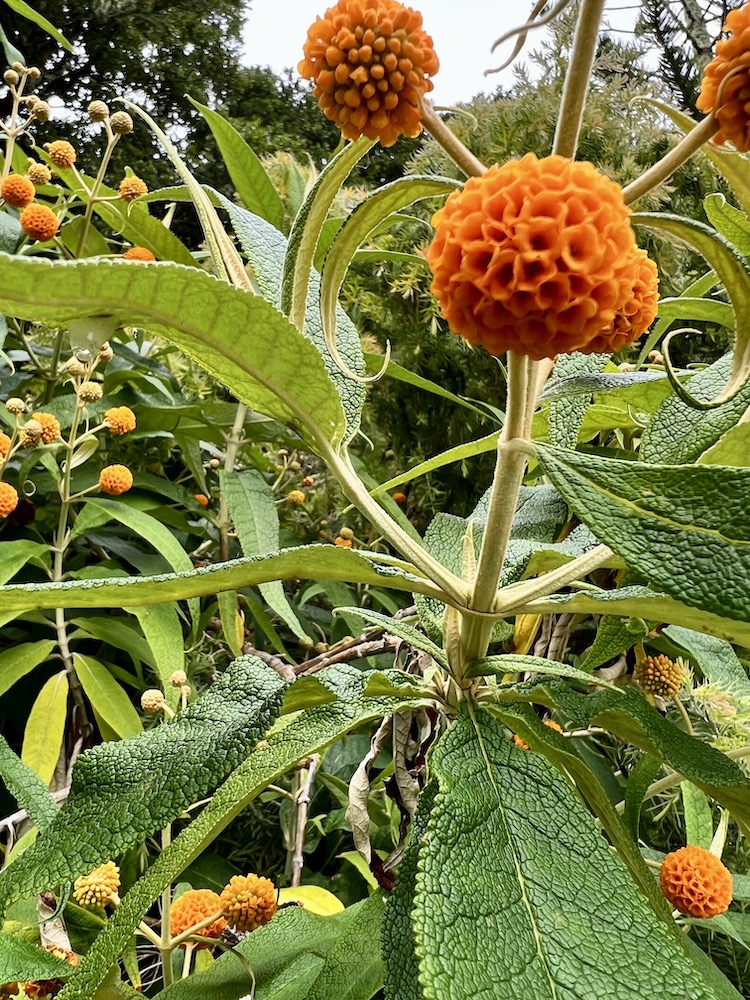 orange flowers at Tresco Abbey Gardens