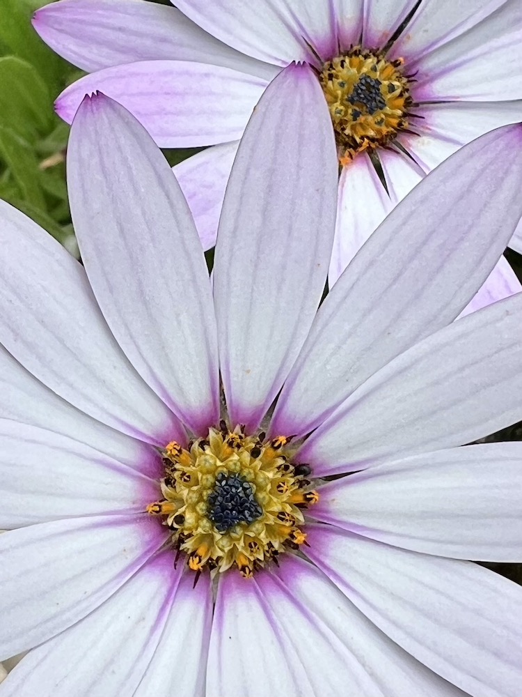 pink daisy flower close up at Tresco Gardens Scilly