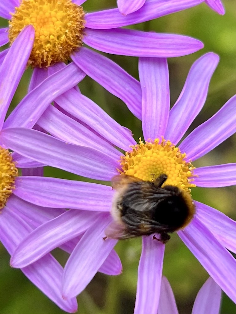 flowers at Tresco Abby Gardens with a bee in the middle