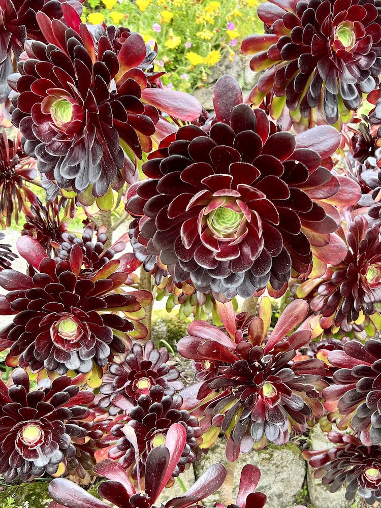 cabbage looking succulent at Tresco Gardens Scilly