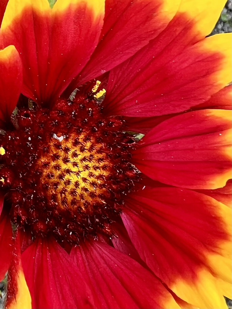 red and yellow flower close up at Tresco Abbey Gardens