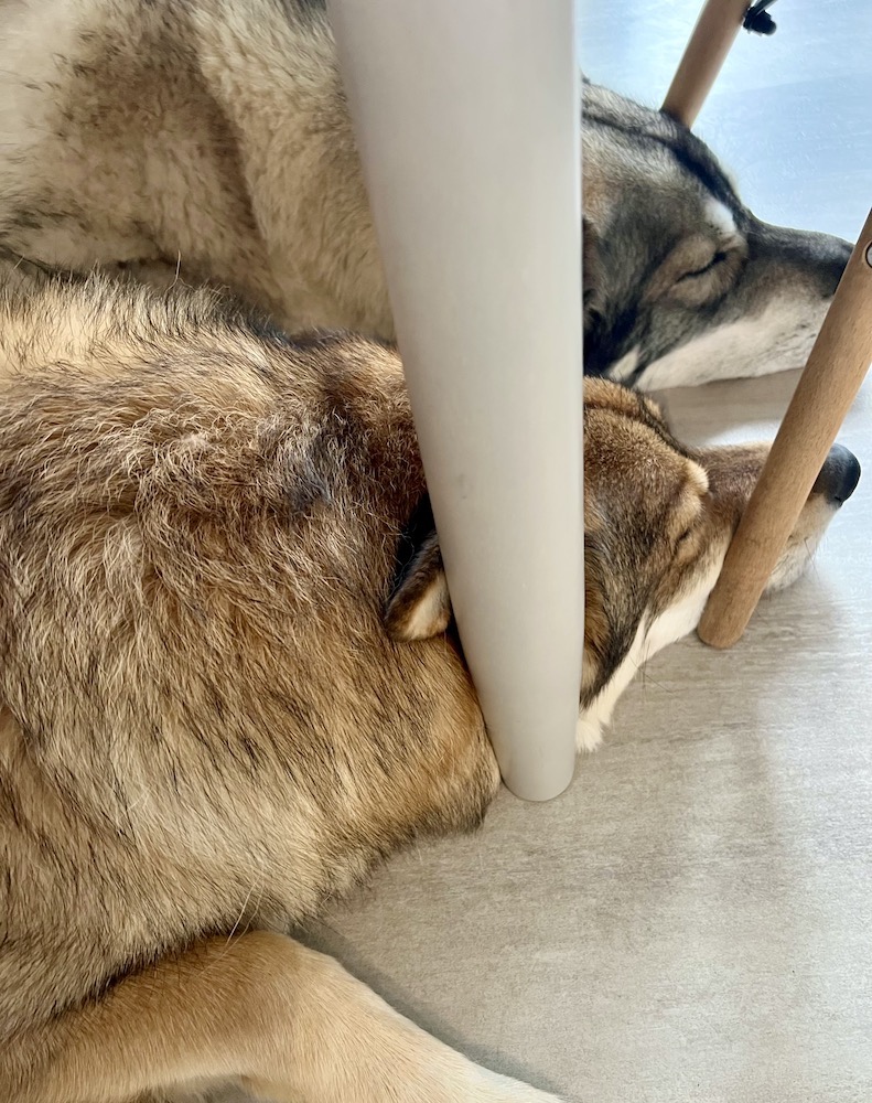 wolf dogs lying in the kitchen