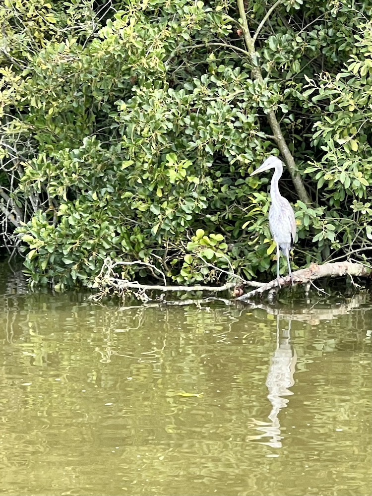 A heron standing on the banks of a river