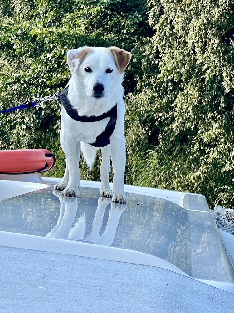 Jack Russell terrier on a boat in the Norfolk Broads