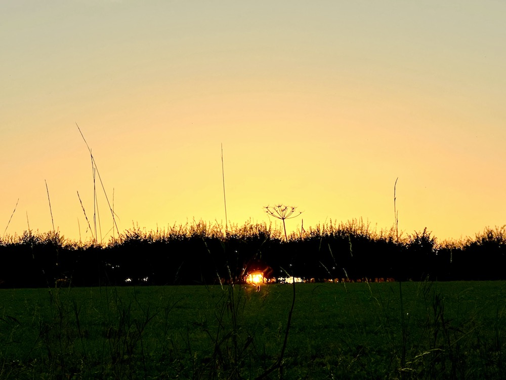 wild view of the Norfolk Broads at sunset