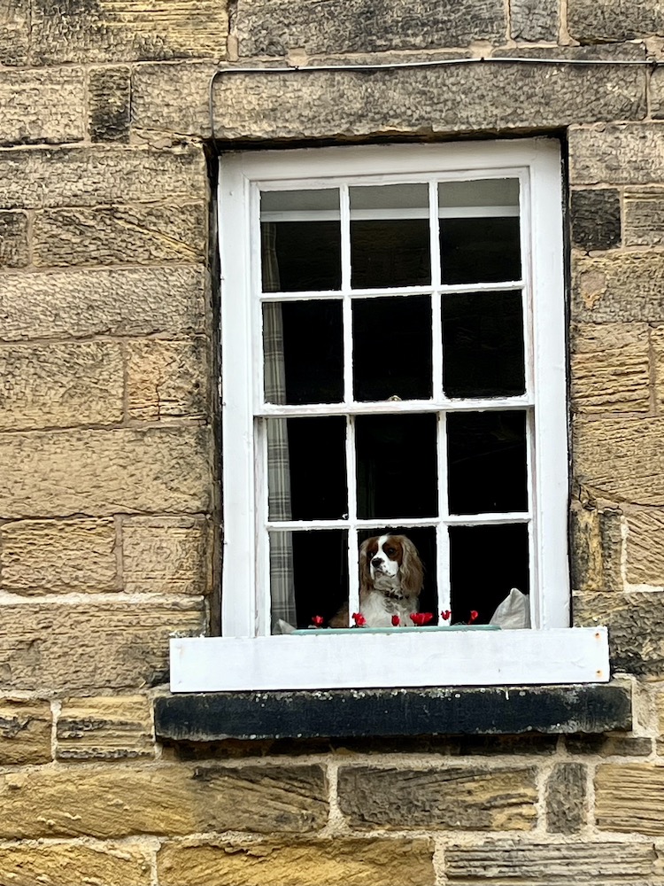 dog in a window
