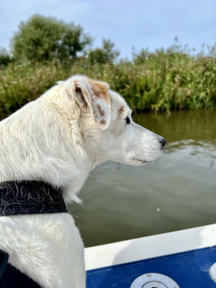 jack russell terrier on a boat