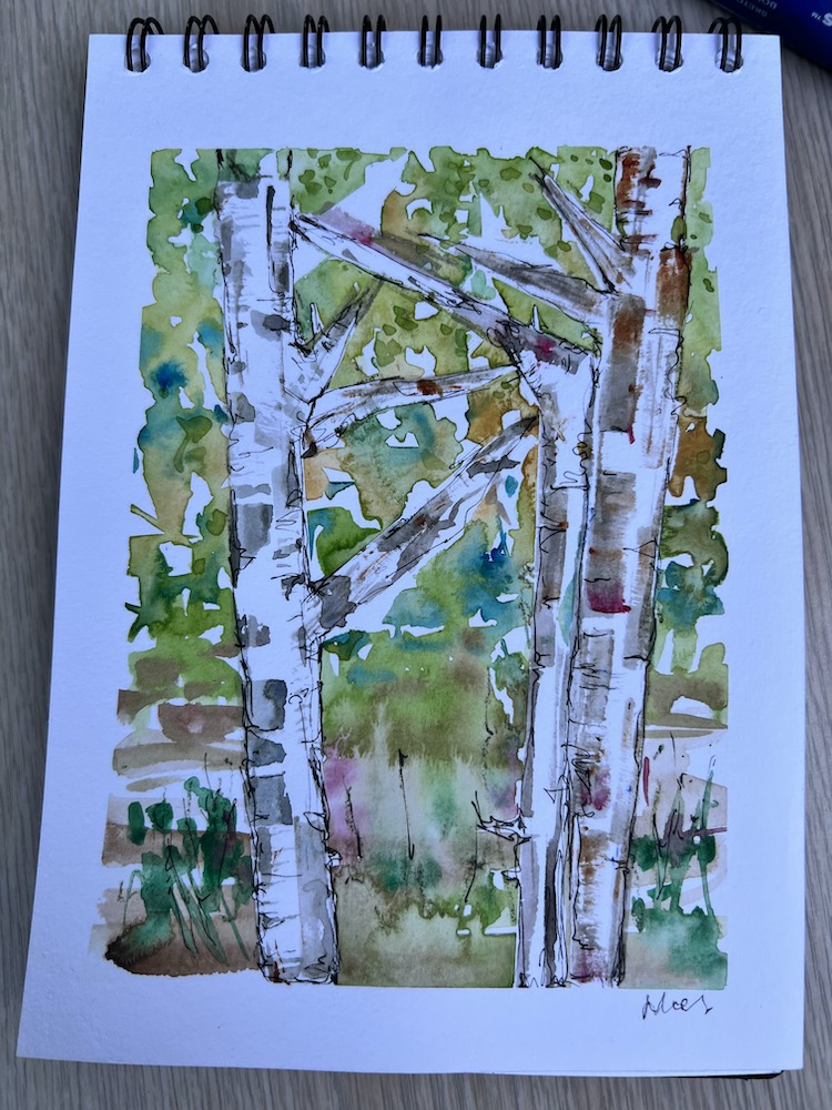 a watercolour of birch trees in the woods