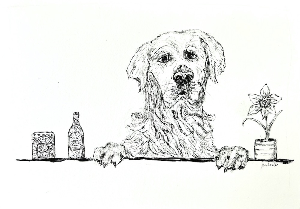 drawing of a Golden retriever jumping up at a counter