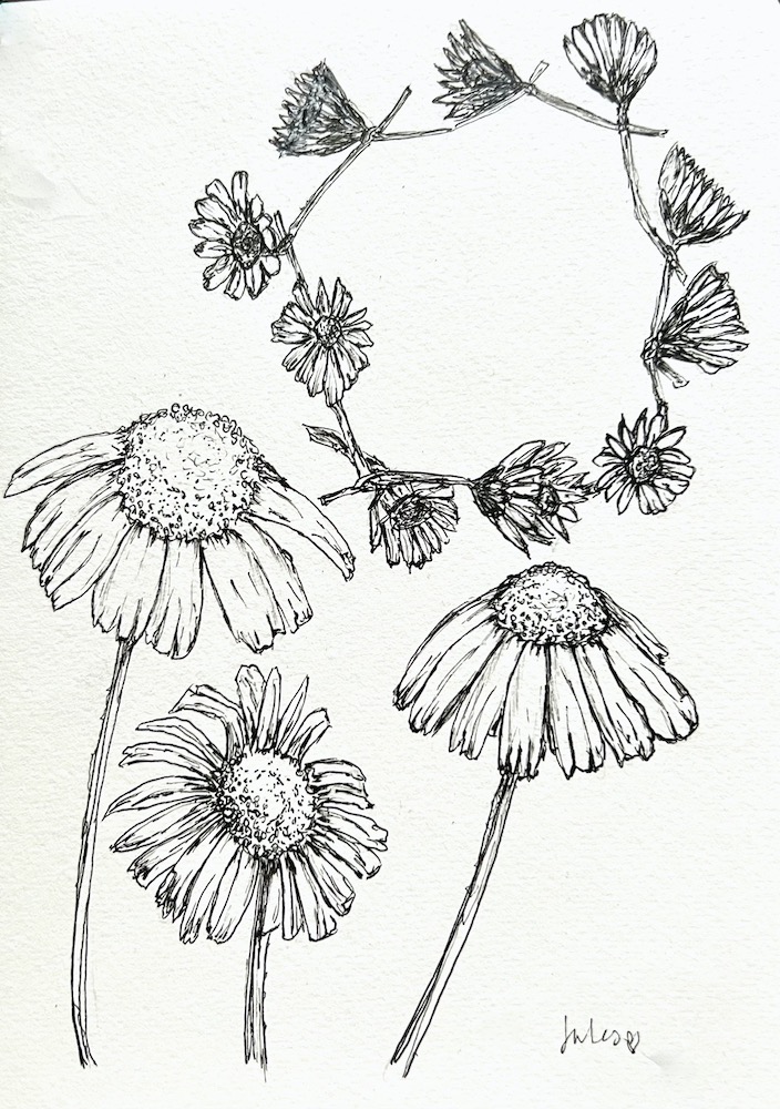 a pen and ink drawing of daisies and a daisy chain