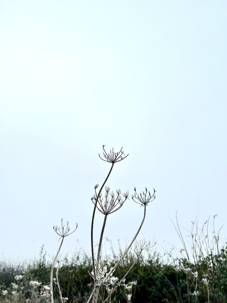 plants in the woodlands of the UK