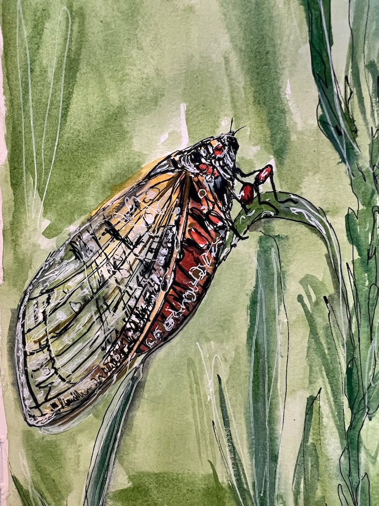 watercolour line and wash art of a cicada by Jules Smith