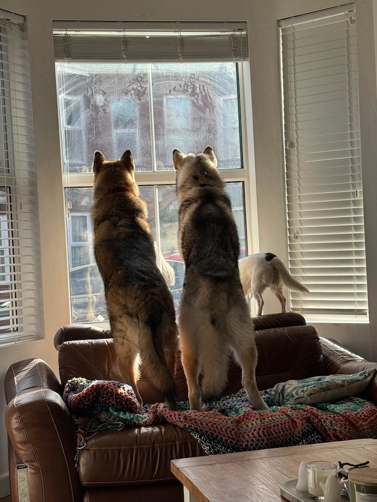 a pair of wolves looking out of a lounge window