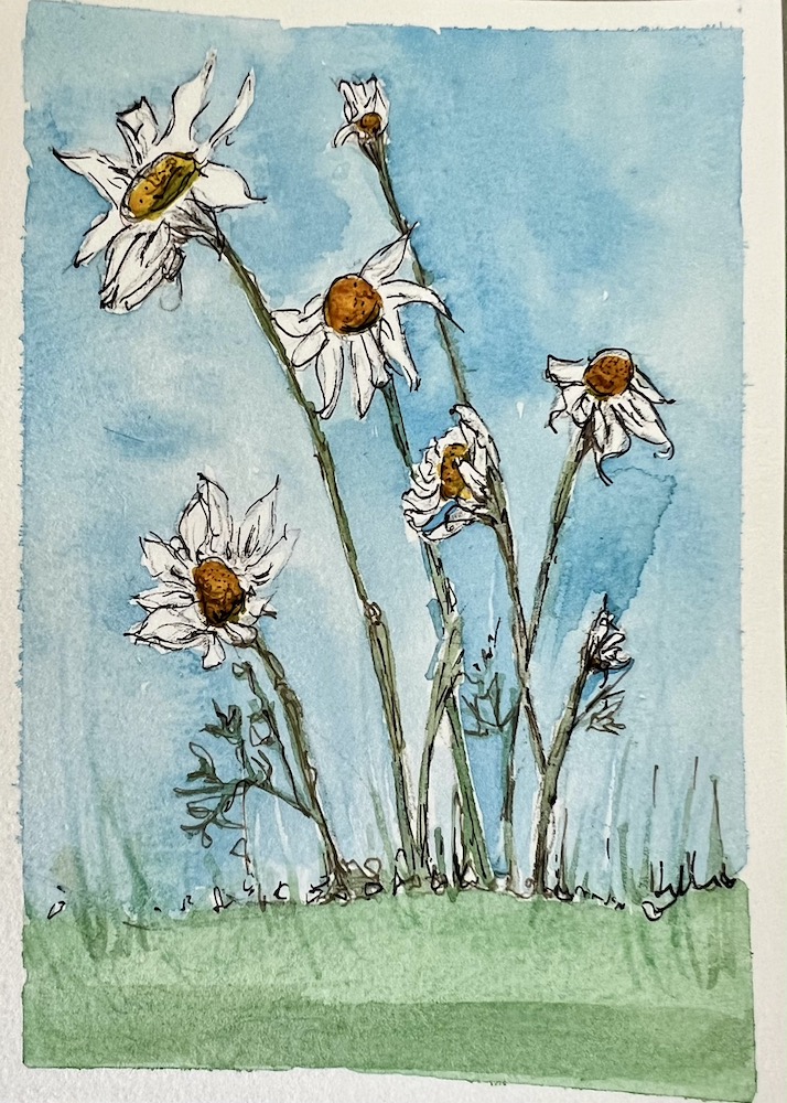 line and wash painting of chamomile flowers, like daisies. Art by Jules Smith