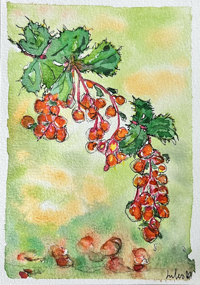 a watercolour painting of a paint, Darwin's Barberry. Art by Jules Smith