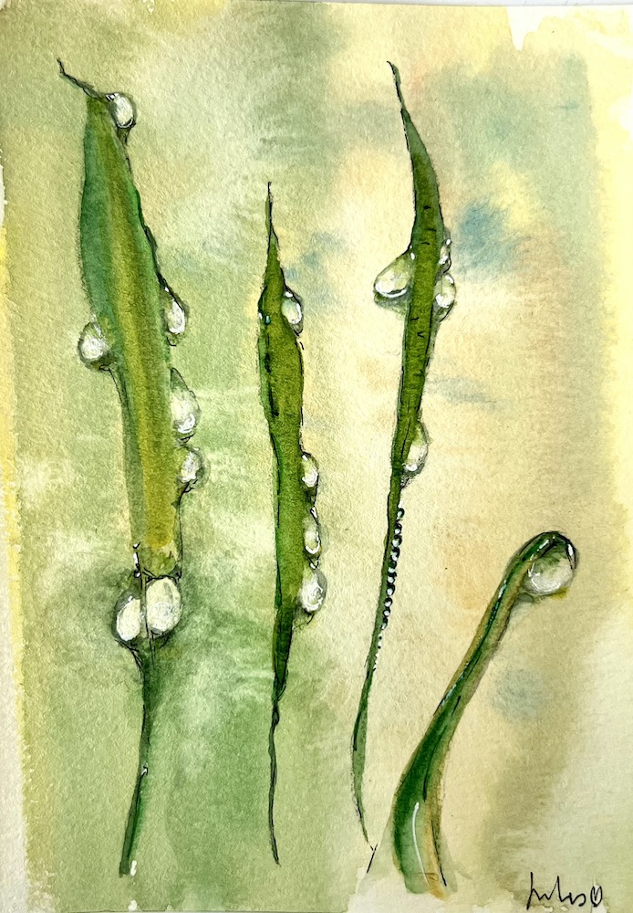 dewdrops on blades of grass painting in watercolour. Art by Jules Smith