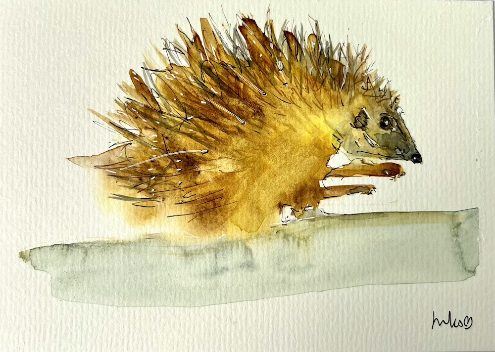 loose watercolour painting of a hedgehog. Illustrative style. Painting by Jules Smith