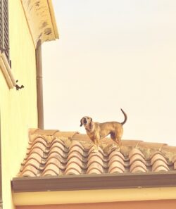 dog on a tiled roof barking