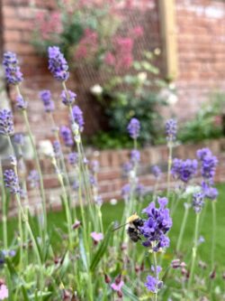 English country garden
